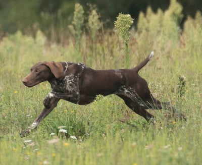 Étalon Braque allemand à poil court - TR. CH. Reine-b'la du vallon de Beaudini