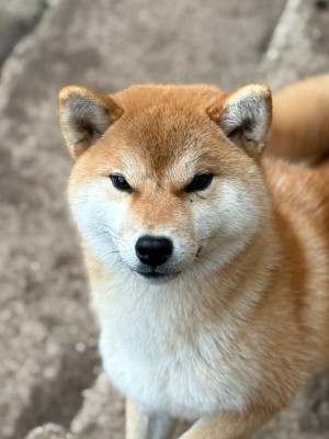 Étalon Shiba - Atarashi yoake Go Sakura Kensha