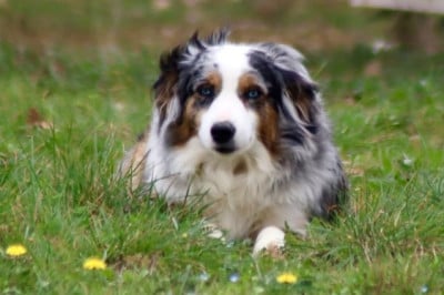 Totale eclips angel mazekeen Of Brotherly Love B