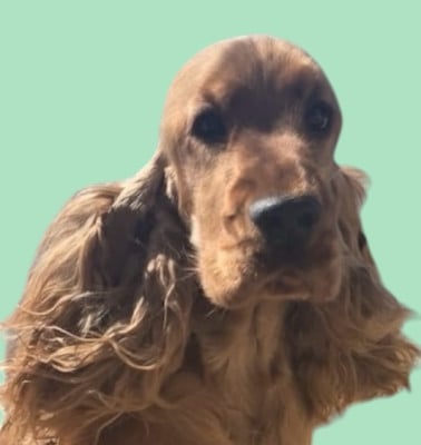 Étalon Cocker Spaniel Anglais - Veuve clicquot favorite du domaine de la Reine