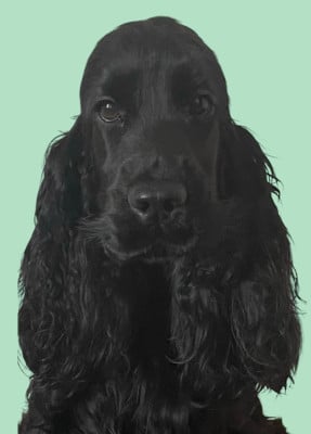 Étalon Cocker Spaniel Anglais - Vive madame la favorite du domaine de la Reine