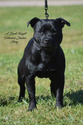 Étalon Staffordshire Bull Terrier - A dark knight Victorious Shadow Gang