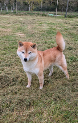 Étalon Shiba - Hoxakam Uraraka