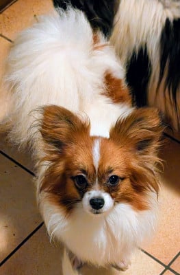 Étalon Epagneul nain Continental (Papillon) - Valmy-tyffanie au Royaume D'ultra