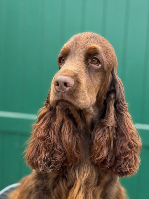 Étalon Cocker Spaniel Anglais - Andrew Du Domaine Des Rêves Bleus
