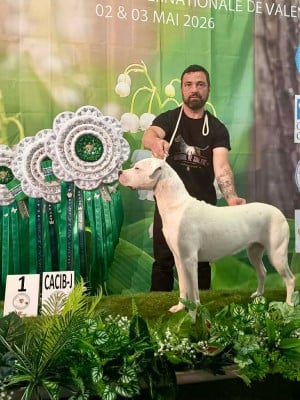 Étalon Dogo Argentino - Alésia du domaine de Giulaxe