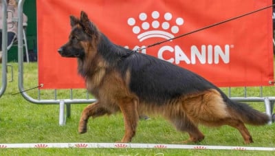 Étalon Berger Allemand Poil Long - CH. Bleddyn vom wanakon