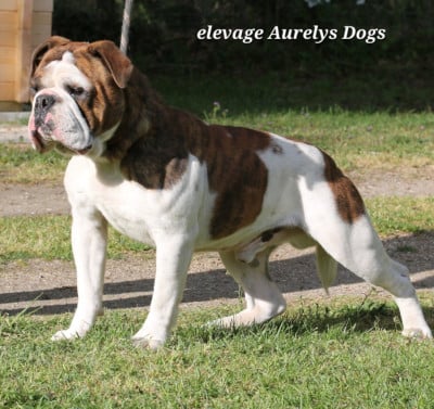 Vladimir Aurely's Dogs