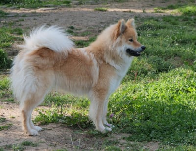 Étalon Eurasier - Alchimie Des Légendes De La Louve Arc-en-ciel