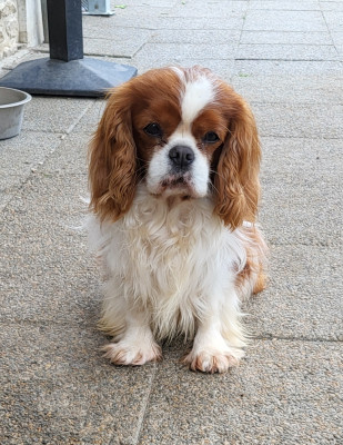 Étalon Cavalier King Charles Spaniel - Neverland du domaine de machrisor