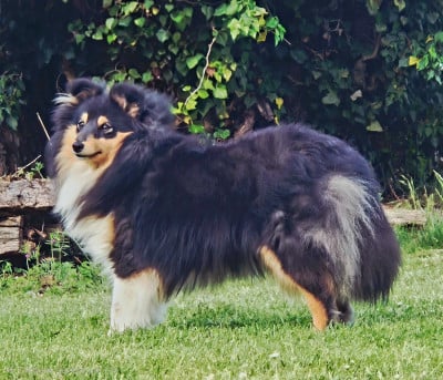 Étalon Shetland Sheepdog - A'milady Du Clos De Seawind