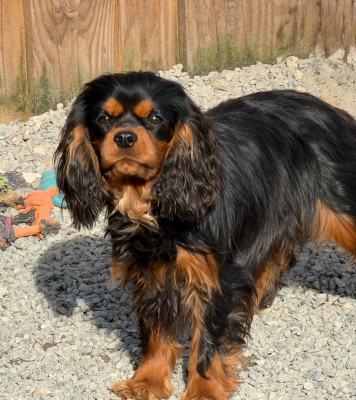 Étalon Cavalier King Charles Spaniel - Magic's Legend Archi