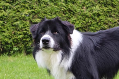 Étalon Border Collie - Archibald Du Domaine de Singhara
