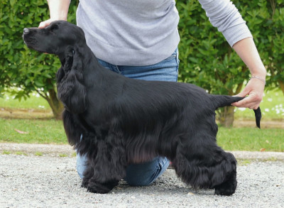 Étalon Cocker Spaniel Anglais - Agathe of Never Say Goodbye