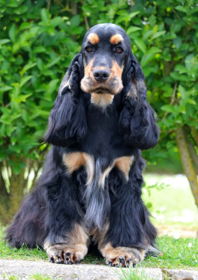 Étalon Cocker Spaniel Anglais - Aqua allegoria of Never Say Goodbye