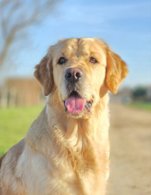 Étalon Golden Retriever - Vigne grand cru Des Sables D'Or D'Avalonne