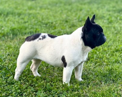 Étalon Bouledogue français - Alaska du Léman d'Or