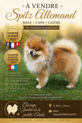 Étalon Spitz allemand - CH. Floryartpom's tyke Jardin de la Petite Etoile