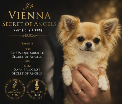 Étalon Chihuahua - CH. Vienna secret of angels