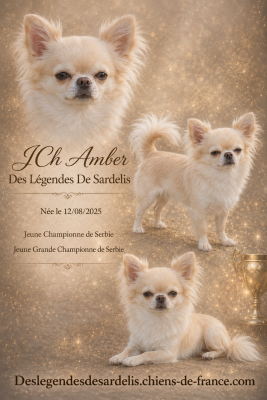 Étalon Chihuahua - CH. Amber Des Légendes De Sardelis