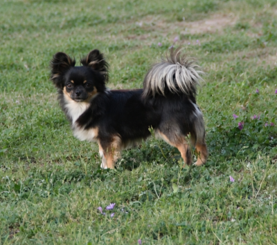 Étalon Chihuahua - Adario De La Plaine D'illiberis