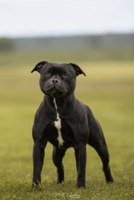 Étalon Staffordshire Bull Terrier - lackyle Realta bruite