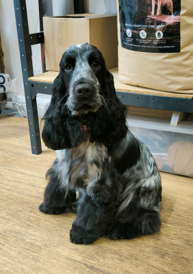 Étalon Cocker Spaniel Anglais - Utopia du domaine de sanctae crucis