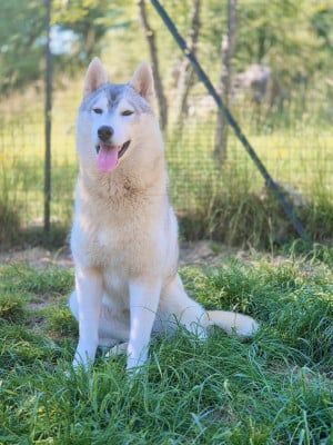 Étalon Siberian Husky - Aïnhoa Of Wolf Legend's Never Die