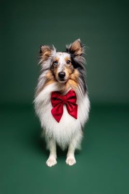 Étalon Shetland Sheepdog - Ramses uno}