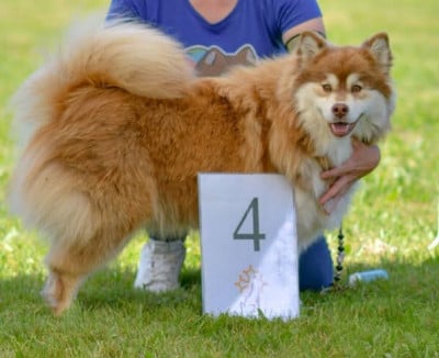 Étalon Chien finnois de Laponie - Aliika Tolosa Maakunta