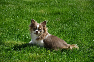 Étalon Chihuahua - Blue Dance You are my little star