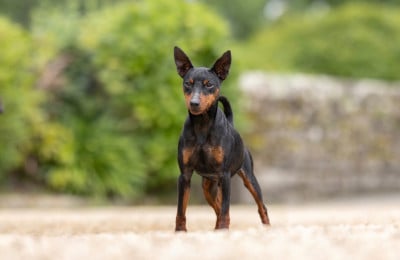 Étalon Pinscher nain - Aston De Courteval