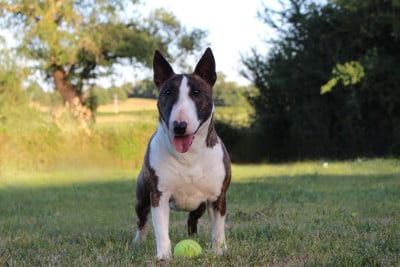 Étalon Bull Terrier Miniature - Vicky Des Minis De Belzebulls