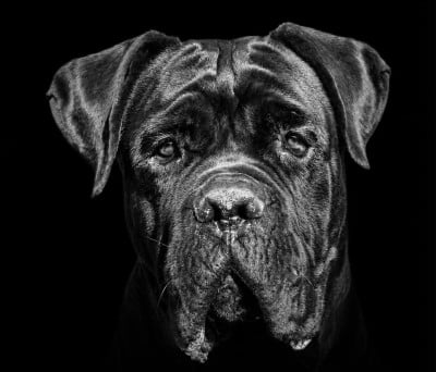 Étalon Cane Corso - King Aquiles preciousguardian of land
