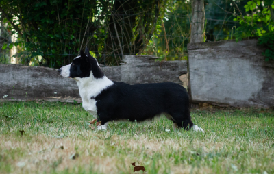 Étalon Welsh Corgi Cardigan - Amba De La Légende De Jupiter