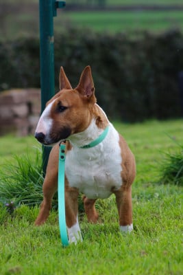 Étalon Bull Terrier Miniature - Torrid Blaze venturesome