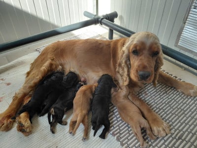 Étalon Cocker Spaniel Anglais - Vcacharel (Sans Affixe)