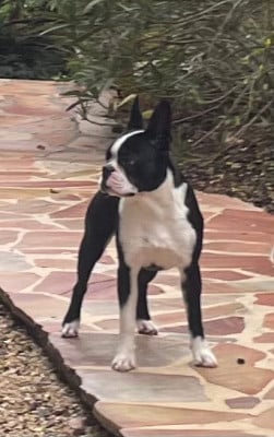 Étalon Boston Terrier - All i want is you amarok de l esprit du chien