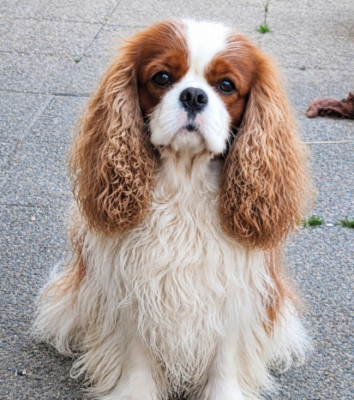 Étalon Cavalier King Charles Spaniel - Camelot elegancijos kristalas