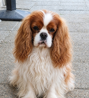 Étalon Cavalier King Charles Spaniel - Neverland du domaine de machrisor