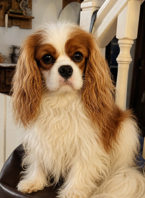 Étalon Cavalier King Charles Spaniel - Vox populi du domaine de machrisor