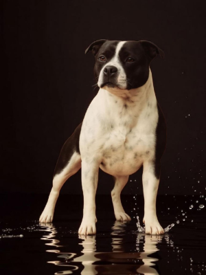 Étalon Staffordshire Bull Terrier - The grand theft auto De La Terre Des Bulls