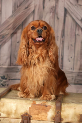 Étalon Cavalier King Charles Spaniel - CH. Un Comte de Lioncourt Des Grandes-duchesses De Pouchkine