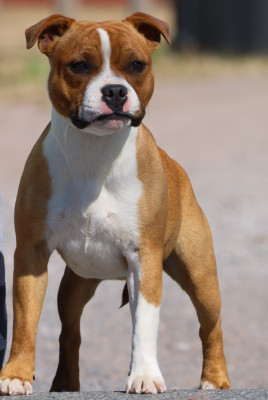Étalon Staffordshire Bull Terrier - Akuna Matata House Of Warrior