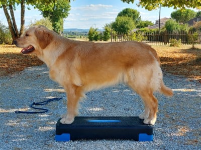 Étalon Golden Retriever - Pemberley Fields Varda Elentari