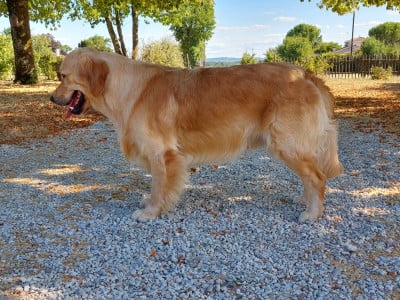 Étalon Golden Retriever - Pemberley Fields Valar Lorien