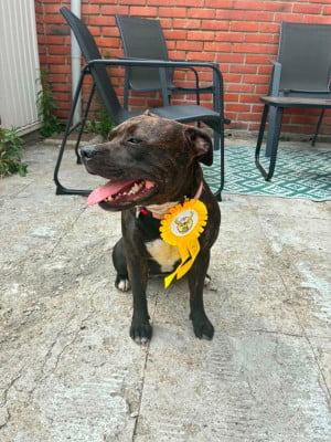 Étalon Staffordshire Bull Terrier - Aya.c du Lagon de la Fournaise