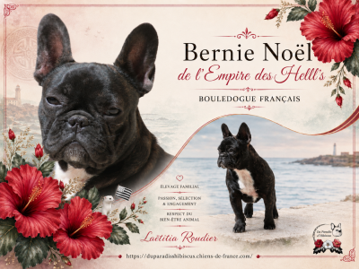 Étalon Bouledogue français - A' Bernie Noel de l'Empire des Hellls