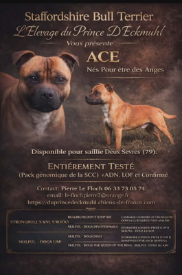 Étalon Staffordshire Bull Terrier - ACE nes pour être des anges