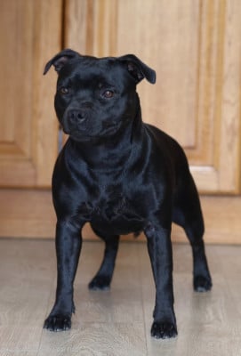 Étalon Staffordshire Bull Terrier - CH. Annunaki of the storm Du Domaine Des Juraires